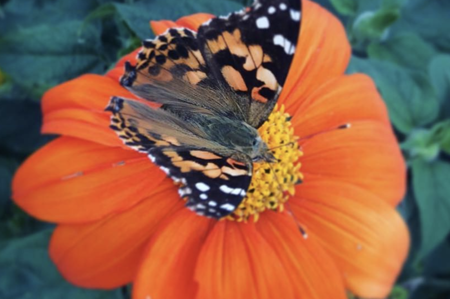 Pollinator